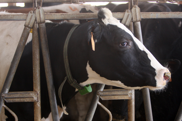 Electronic monitoring collars at Bridgewater Dairy. Photo | Ben French